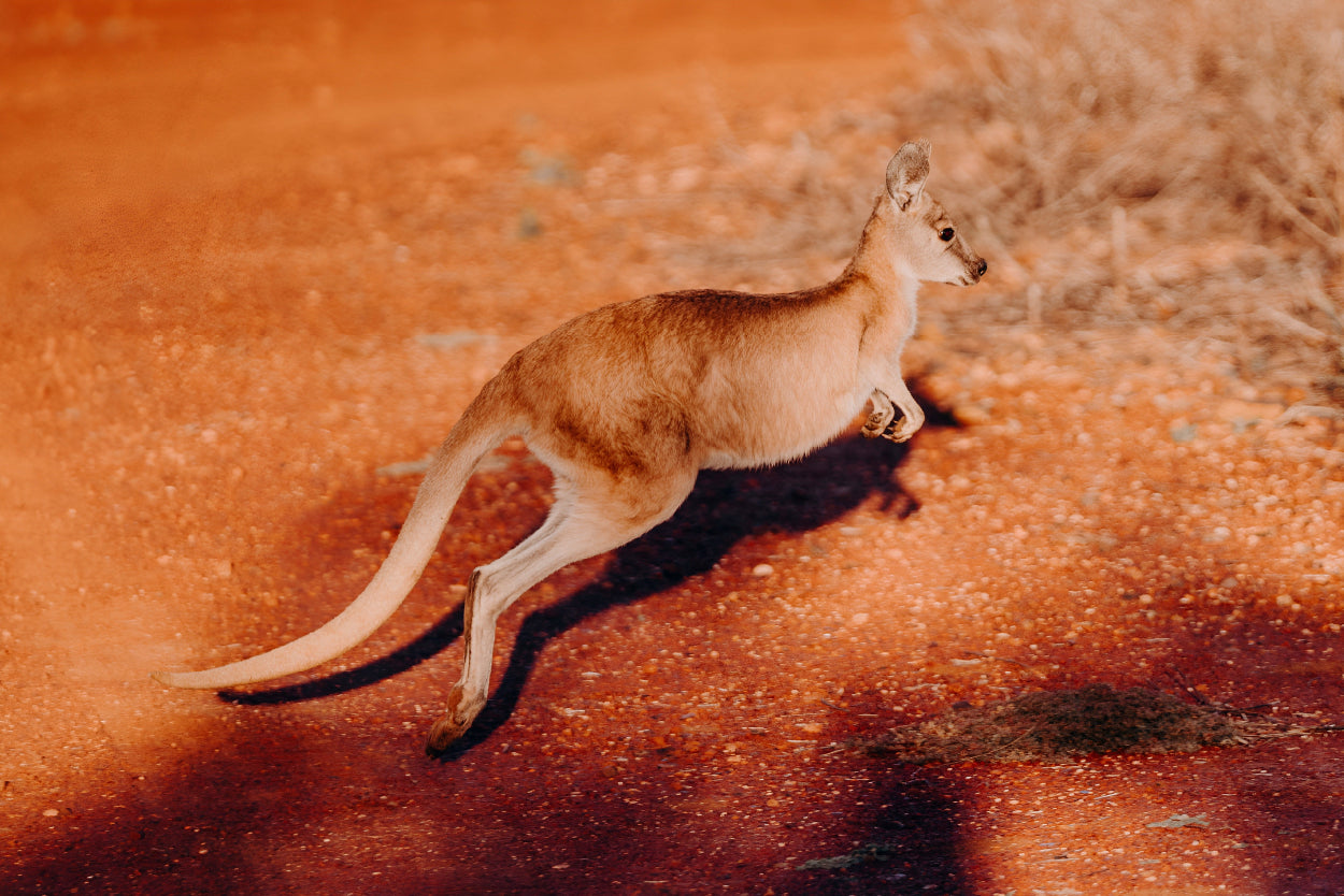 Kangaroo Wallaby Kimberley Station Wall Art Decor 100% Australian Made