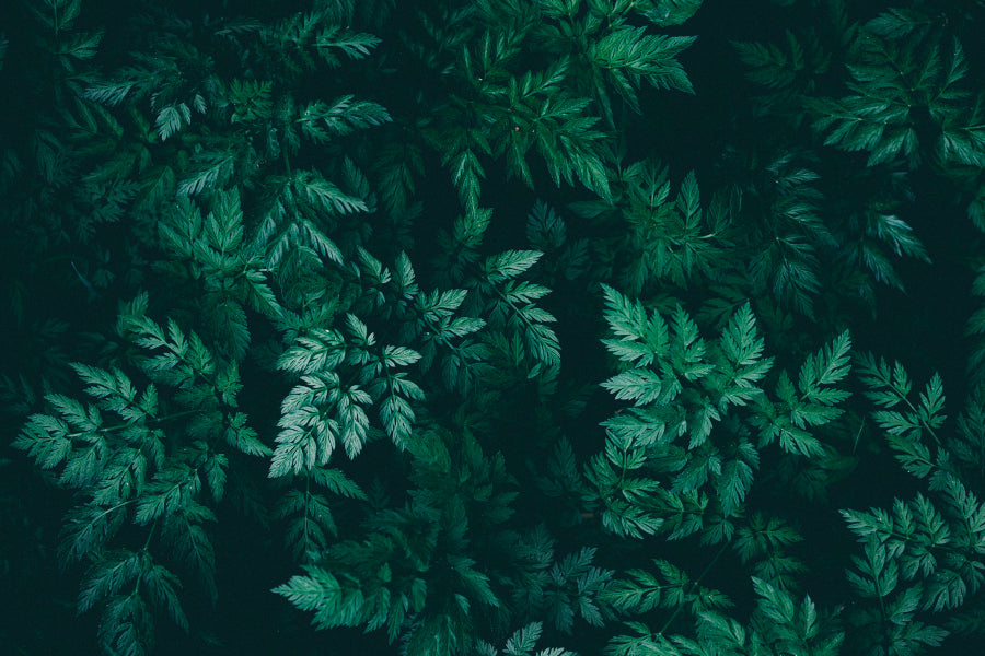 Green Plant with Leaves View Home Decor Premium Quality Poster Print Choose Your Sizes - Bella Home Decor
