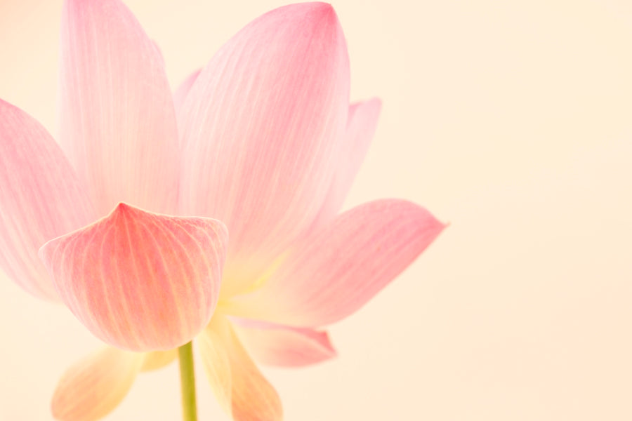 Pink Flower With a White Background Home Decor Premium Quality Poster Print Choose Your Sizes - Bella Home Decor