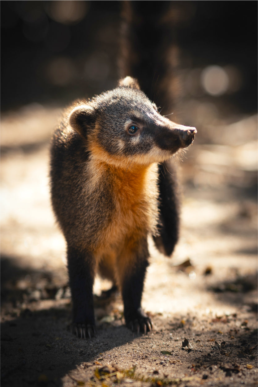 South American Brown Nosed Coati Wild Animals Wall Art Decor 100% Australian Made