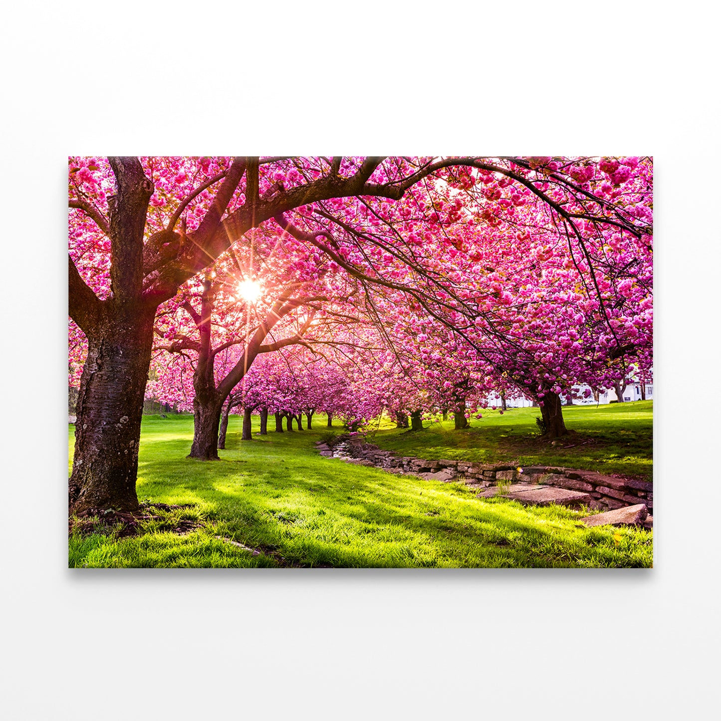 Cherry Blossom Explosion in Hurd Park Wall Art Decor 100% Australian Made - Bella Home Decor