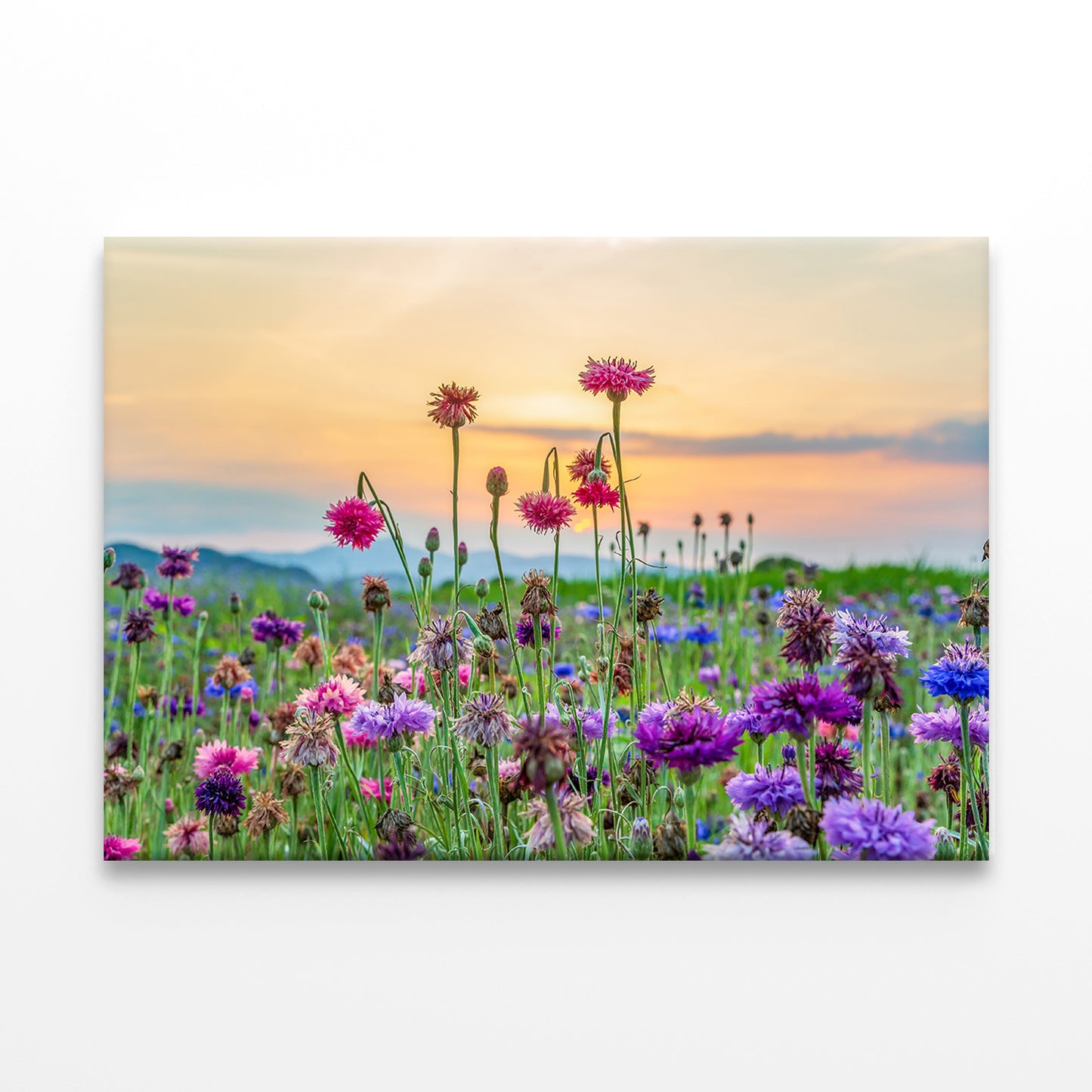 Cornflowers and Flowers by Namgang River Wall Art Decor 100% Australian Made - Bella Home Decor