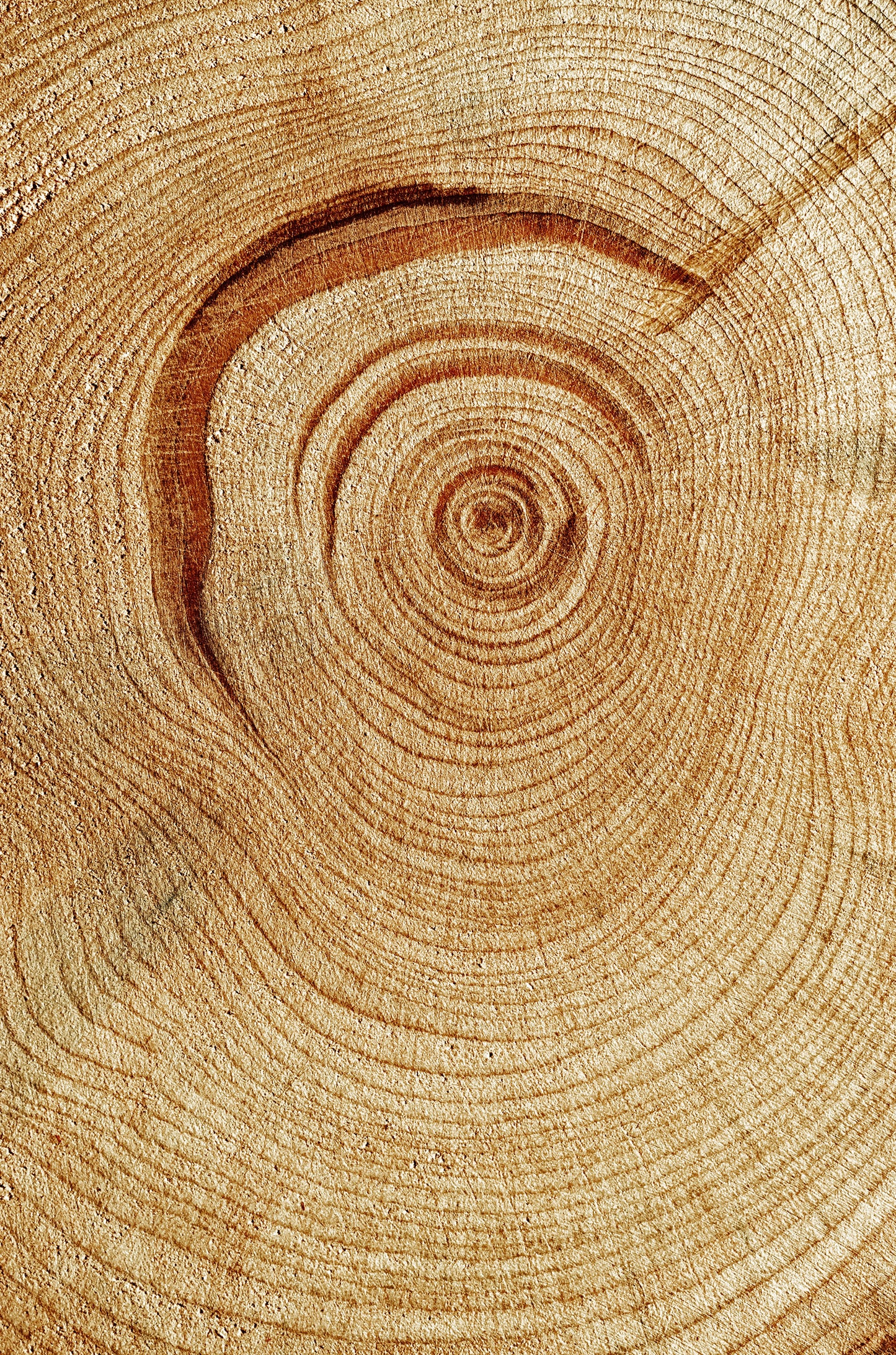 Natural Wood Grain Texture 60x90cm Metal Print Ready to Hang