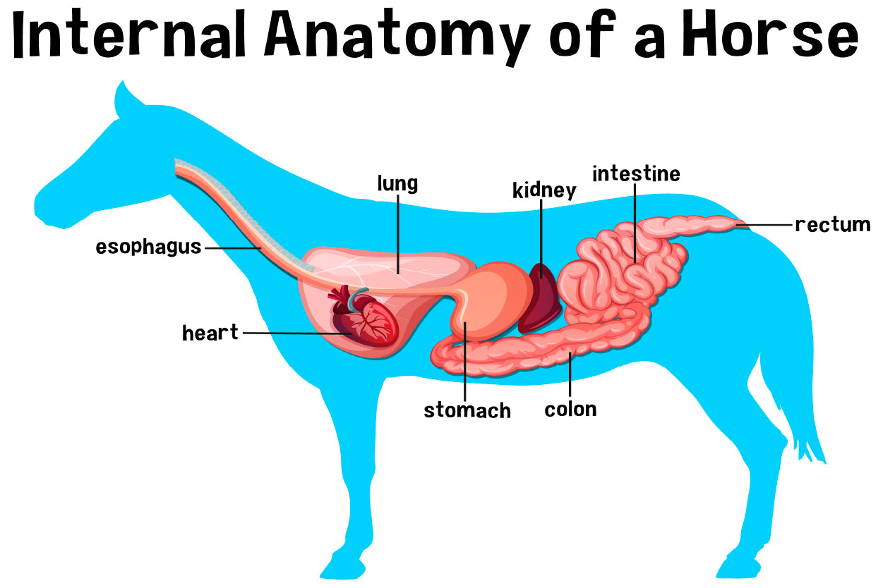 Internal Anatomy of a Horse Home Decor Premium Quality Poster Print Choose Your Sizes - Bella Home Decor