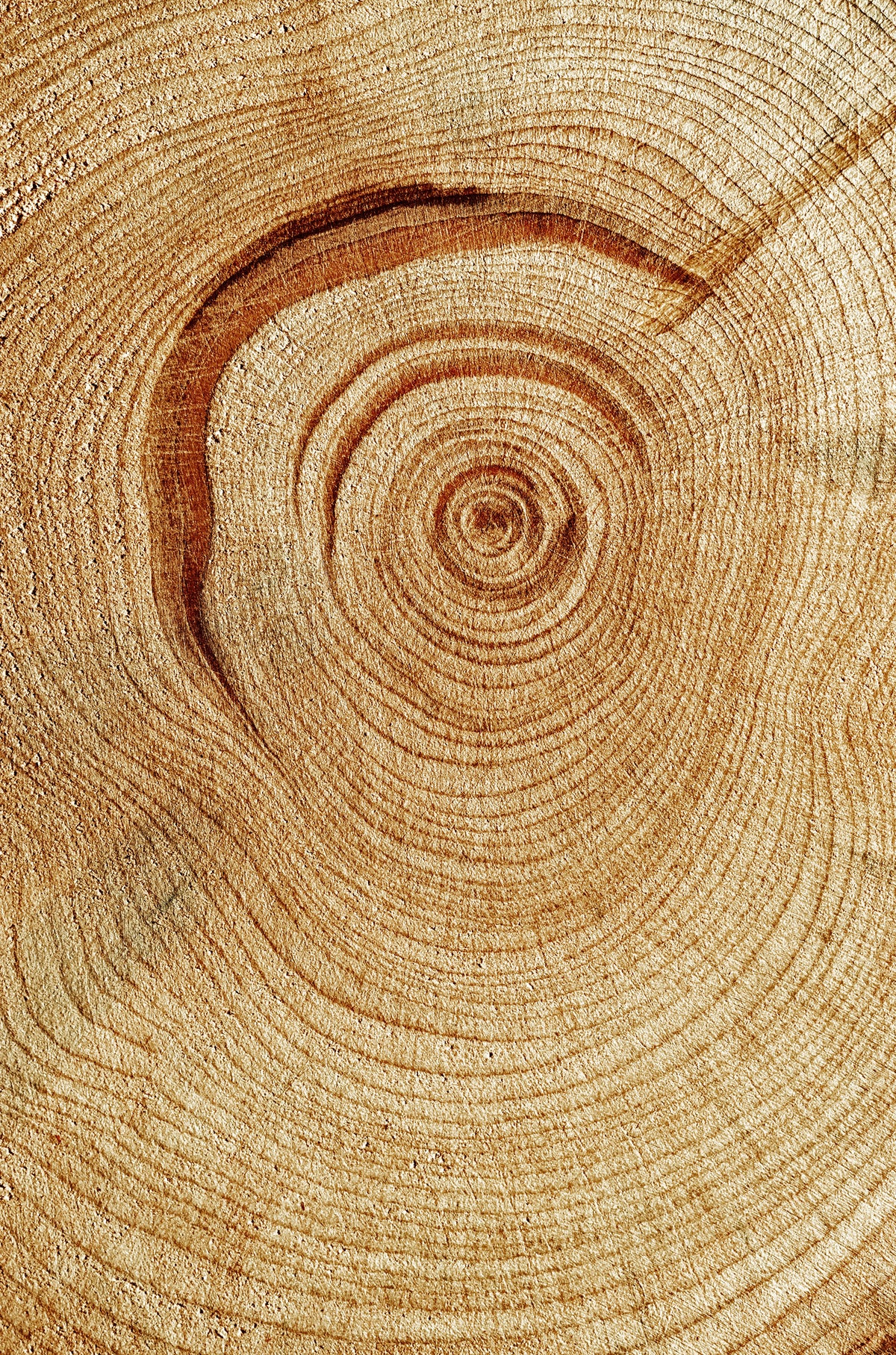 Natural Wood Grain Texture 40x60cm Metal Print Ready to Hang