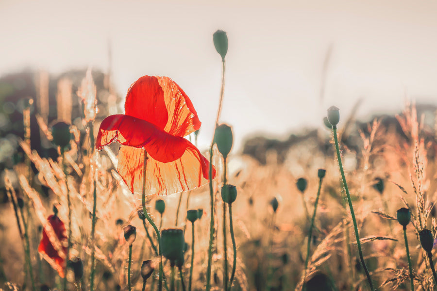 Poppy Plants in The Evening Light Acrylic Glass Print Tempered Glass Wall Art 100% Made in Australia Ready to Hang - Bella Home Decor