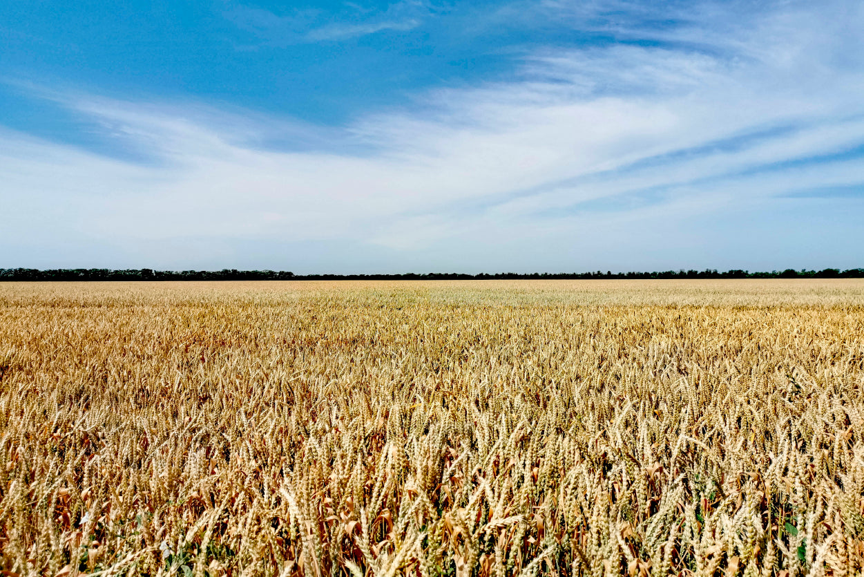 View of a Large Field Of Crops under a Blue Sky Home Decor Premium Quality Poster Print Choose Your Sizes - Bella Home Decor