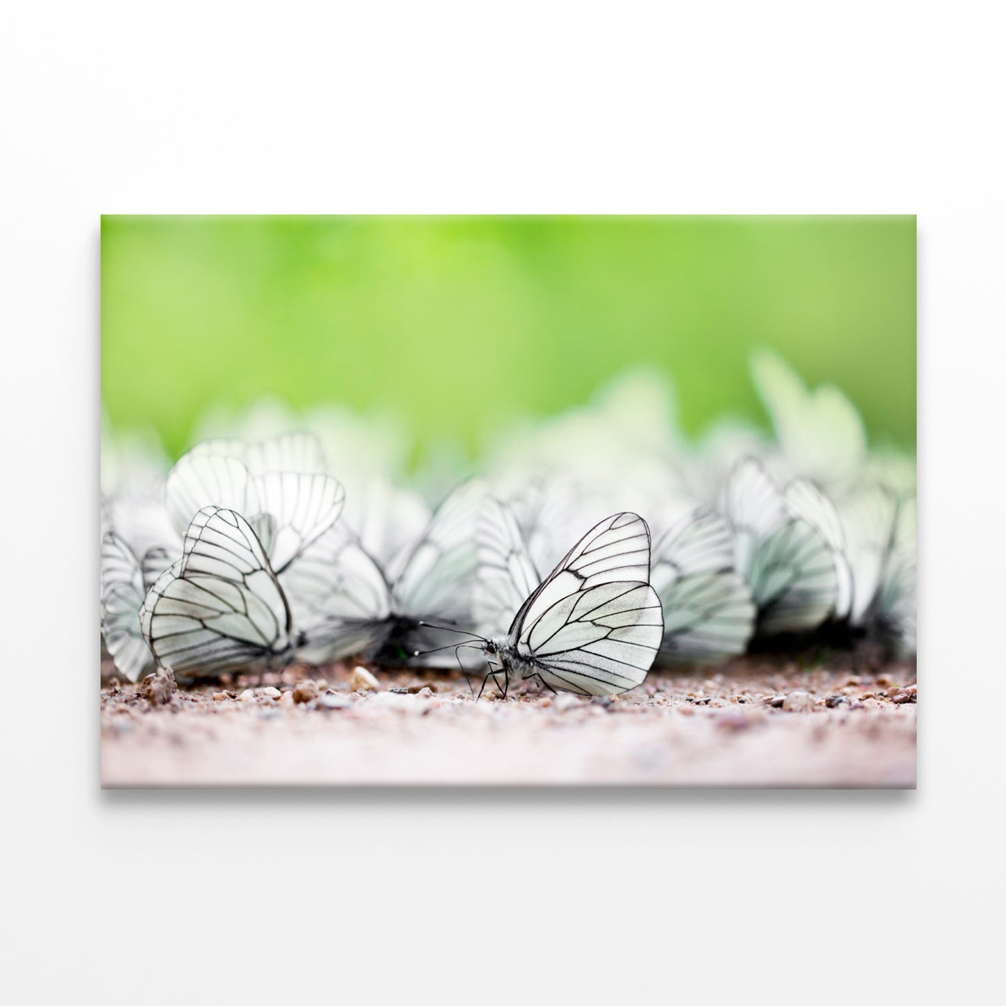 Butterfly High Resolution Unique Wall Art Decor 100% Australian Made - Bella Home Decor