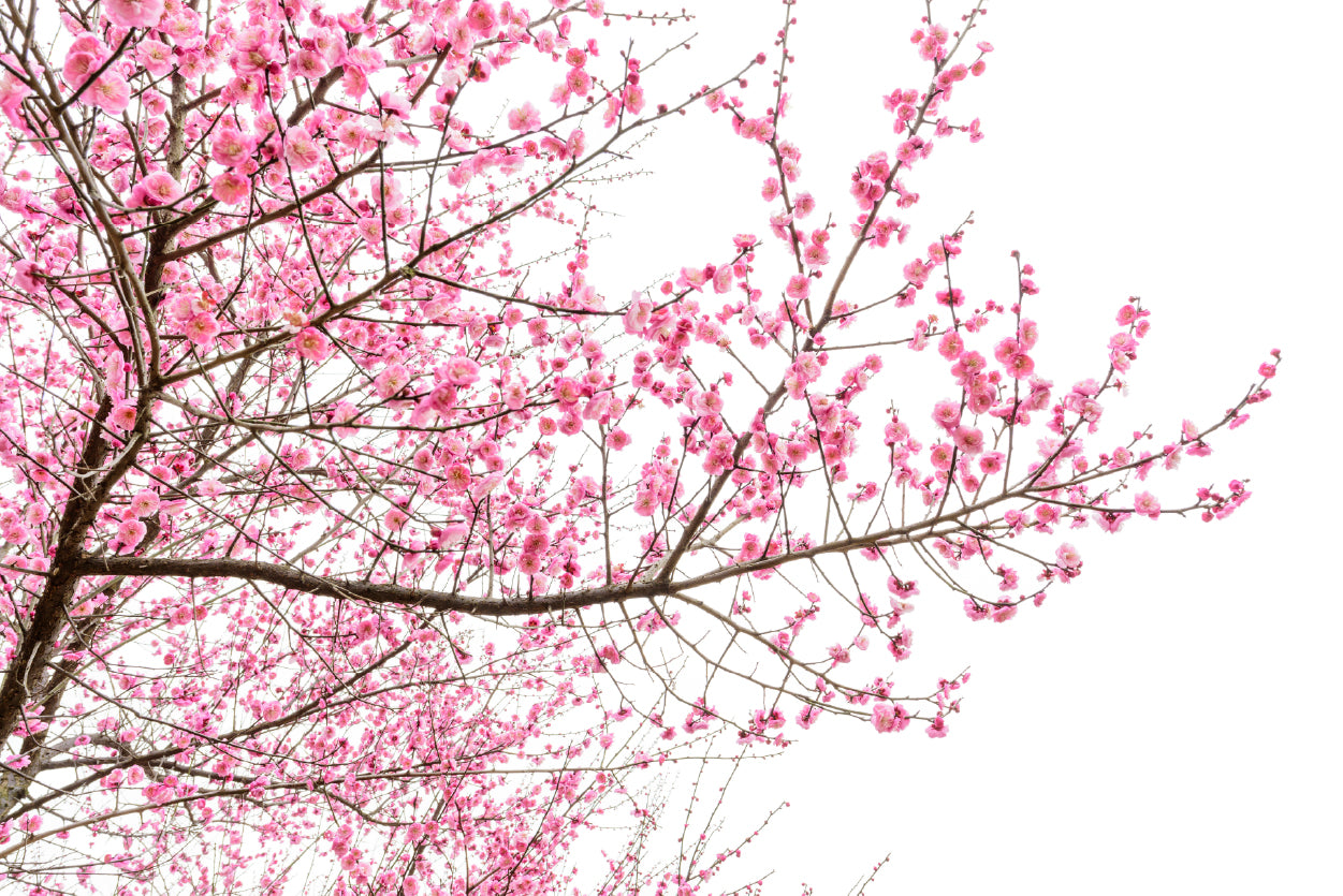 A Tree Full of Cherry Blossom Print 100% Australian Made - Bella Home Decor