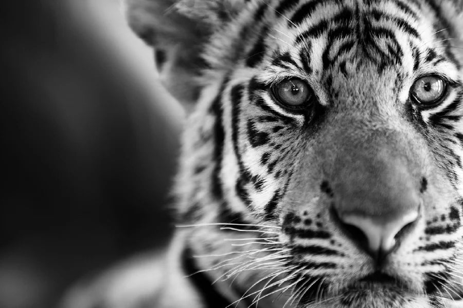 Tiger Face B&W Closeup Photograph 90x60cm Print 100% Australian Made - Bella Home Decor