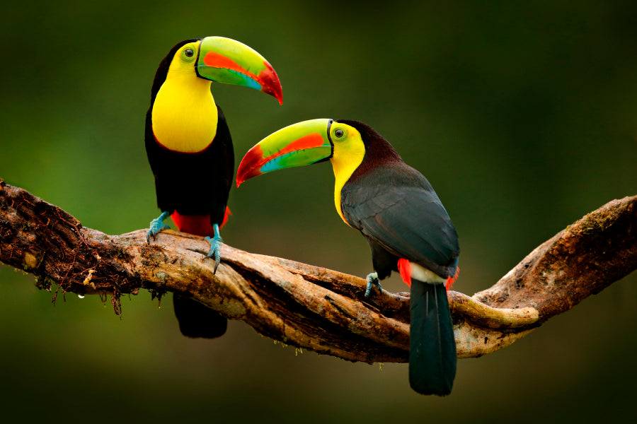Toucan Sitting on The Branch in The Forest Home Decor Premium Quality Poster Print Choose Your Sizes - Bella Home Decor