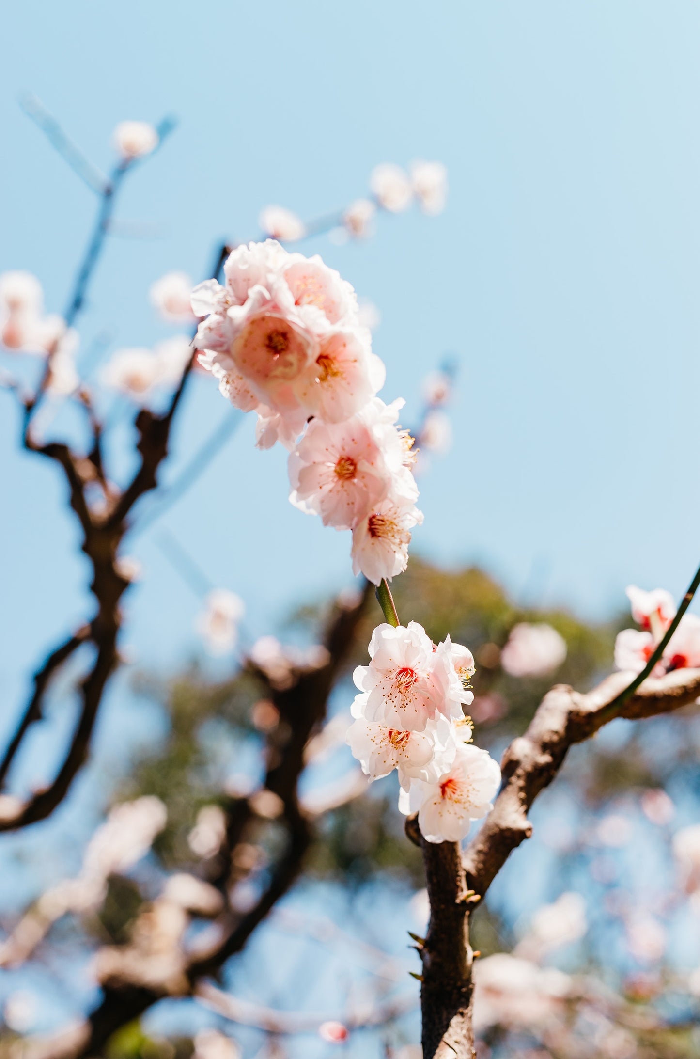Spring Cherry Blossom Tree 60x90cm Metal Print Ready to Hang