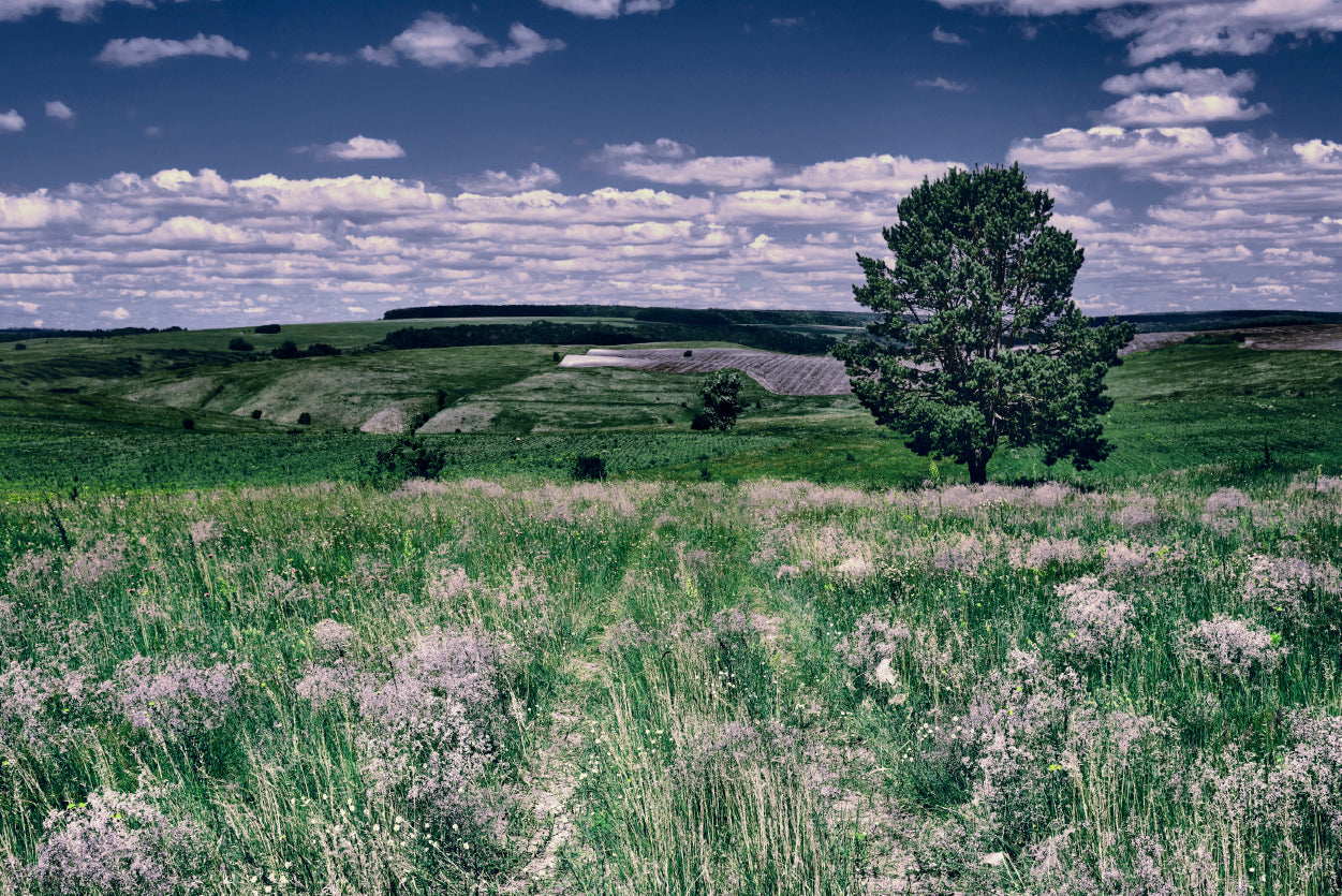 A Field Of Flowers with a Tree under a Sky Home Decor Premium Quality Poster Print Choose Your Sizes - Bella Home Decor