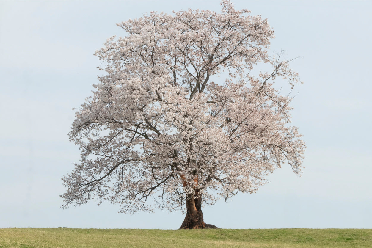 Beautiful standalone cherry blossom tree in spring, South Korea Wall Art Decor 100% Australian Made
