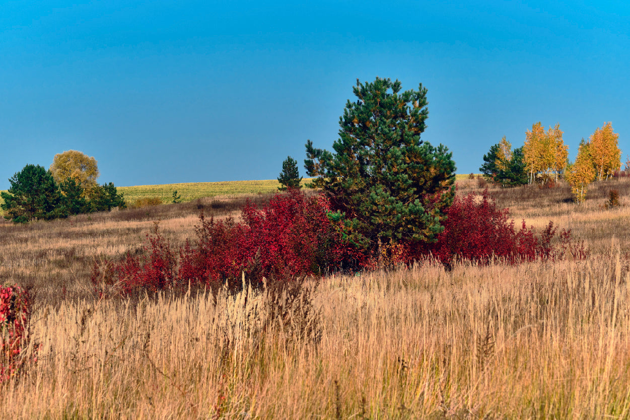 A Field Of Tall Grass With Trees an Autumn Vibe Home Decor Premium Quality Poster Print Choose Your Sizes - Bella Home Decor
