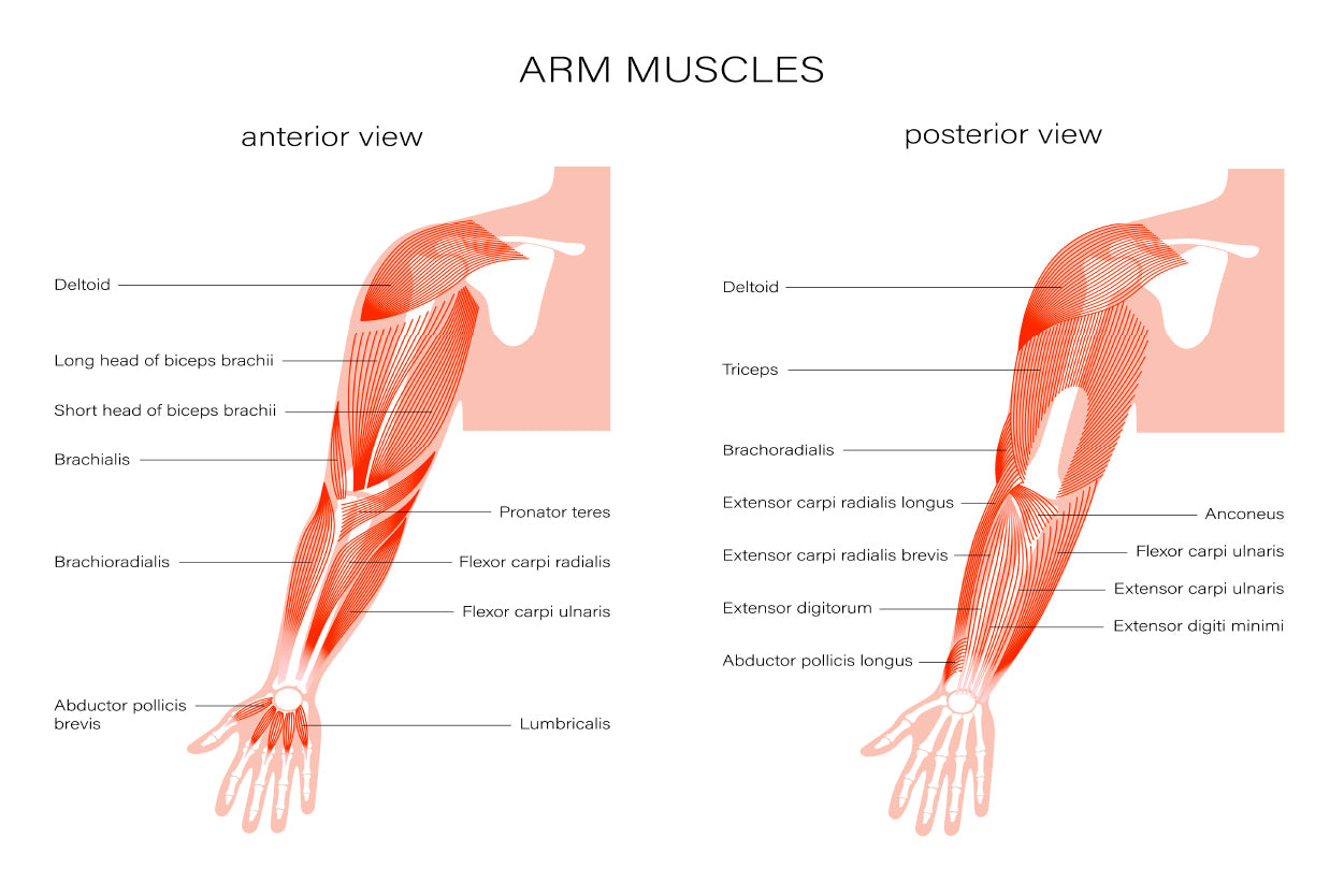 Muscular System Arms Illustration Home Decor Premium Quality Poster Print Choose Your Sizes - Bella Home Decor