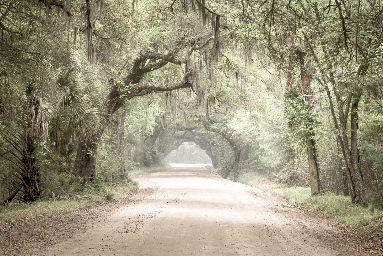 Forest Pathway & Trees Faded Photograph Glass Framed Wall Art, Ready to Hang Quality Print