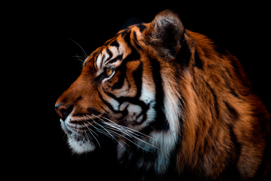 View Of Sumatran Tiger Black Background Home Decor Premium Quality Poster Print Choose Your Sizes - Bella Home Decor