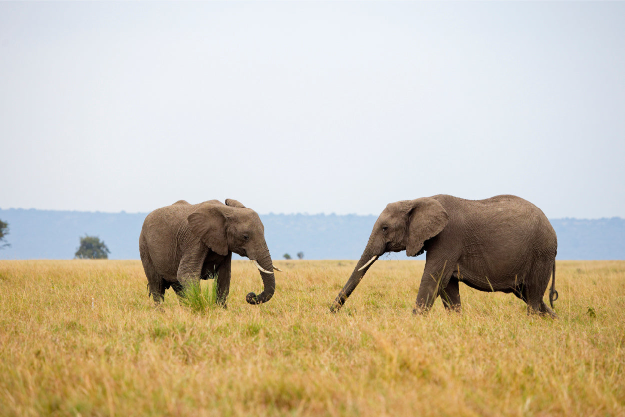 Two African elephants walking across Masai Mara grassland, Kenya Wall Art Decor 100% Australian Made