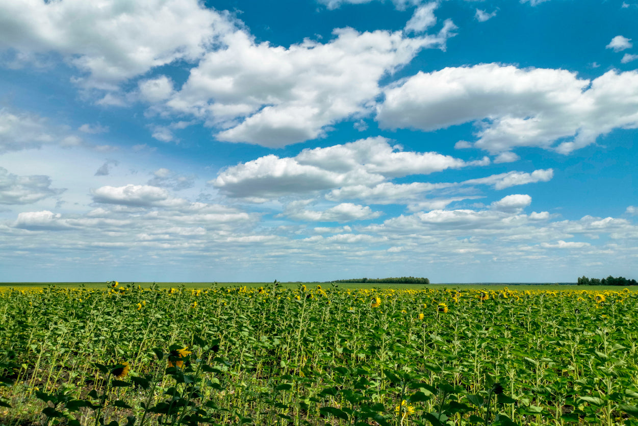 A Field Of Green Plants under a Cloudy Sky Home Decor Premium Quality Poster Print Choose Your Sizes - Bella Home Decor