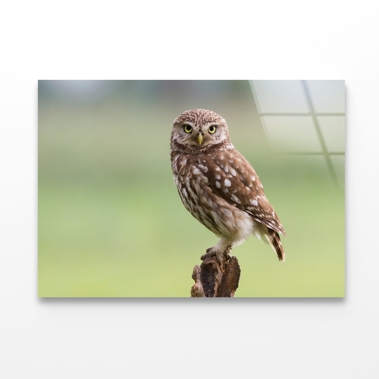 Little Owl Resting on A Branch Acrylic Glass Print Tempered Glass Wall Art 100% Made in Australia Ready to Hang - Bella Home Decor