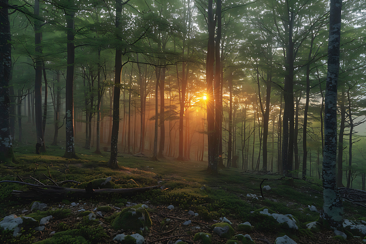 Morning in the Forest Home Decor Premium Quality Poster Print Choose Your Sizes - Bella Home Decor