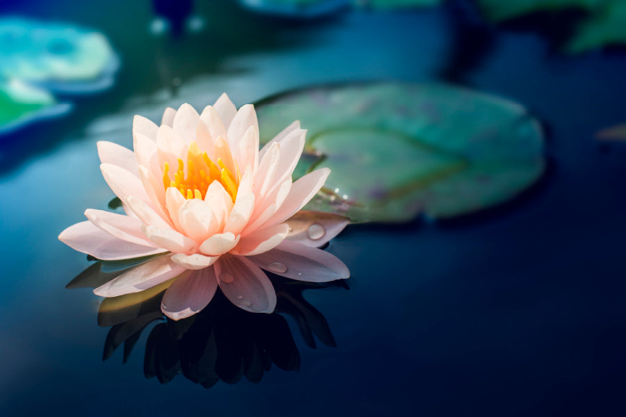 Pink Flower Floating on Top of a Pond Home Decor Premium Quality Poster Print Choose Your Sizes - Bella Home Decor