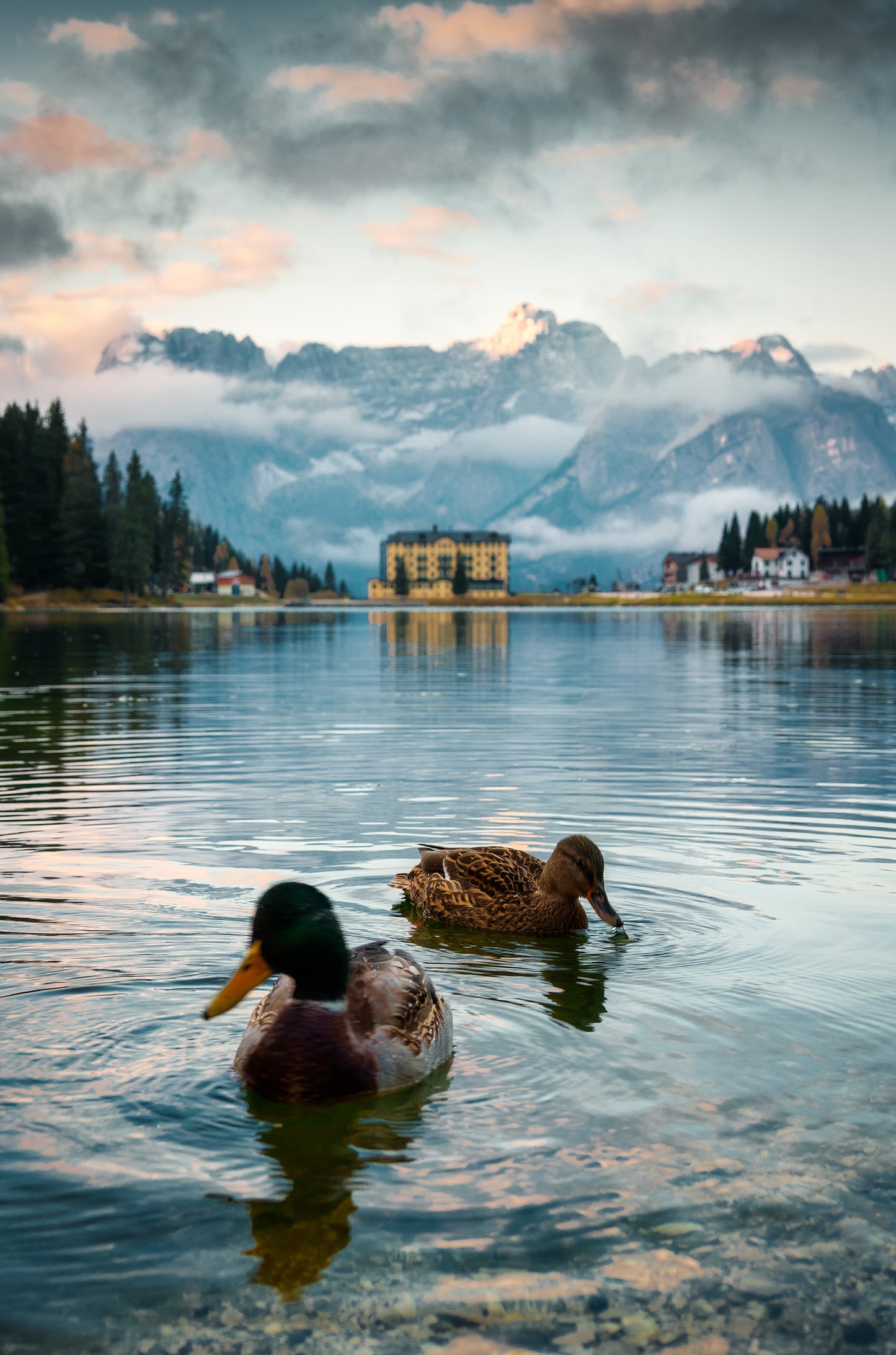 Mallard Ducks Alpine Lake 60x90cm Metal Print Ready to Hang