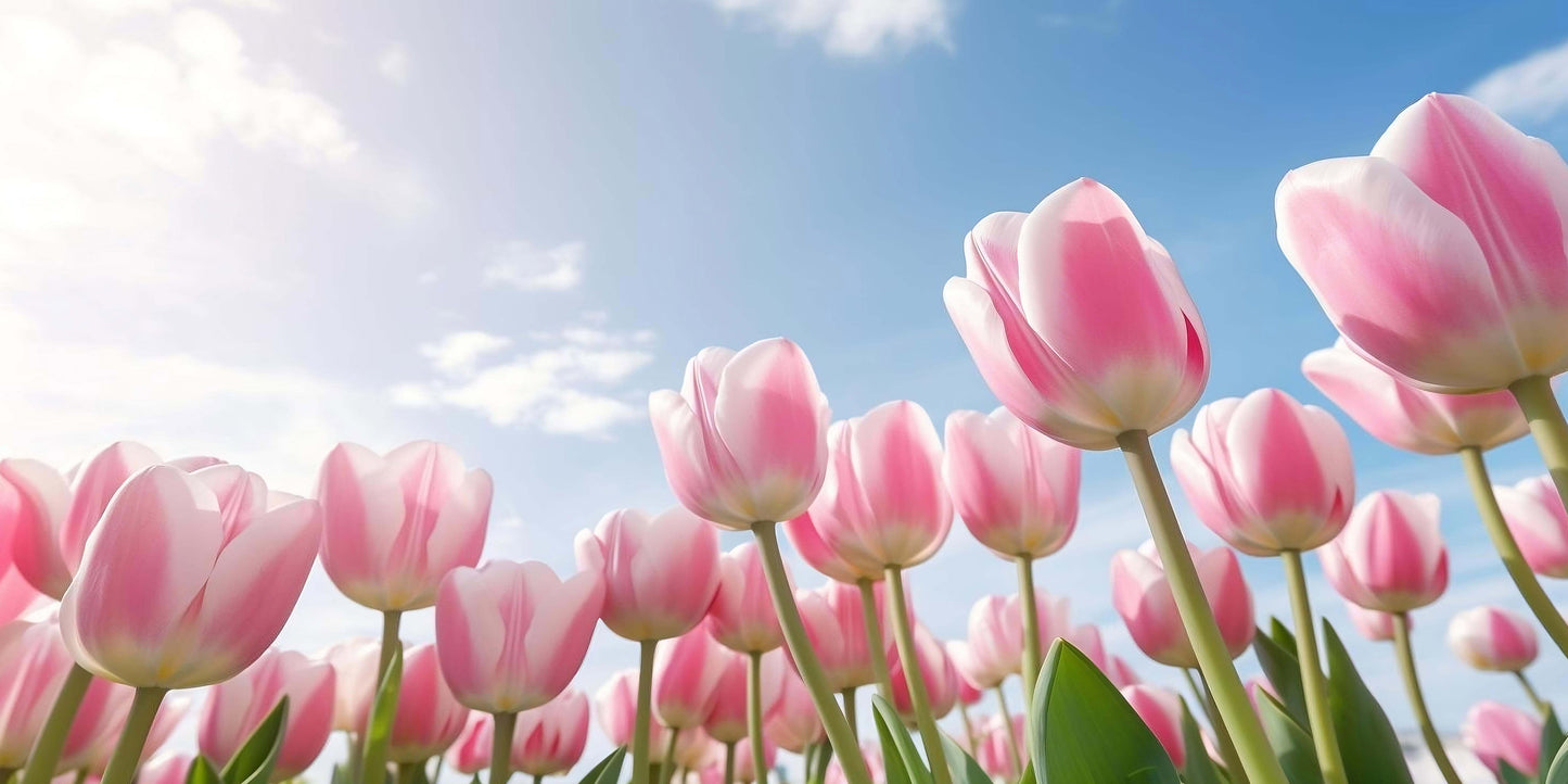 Pink Bloom Tulip Field Spring Sky Wall Art Canvas Office Home Framed 120x60cm