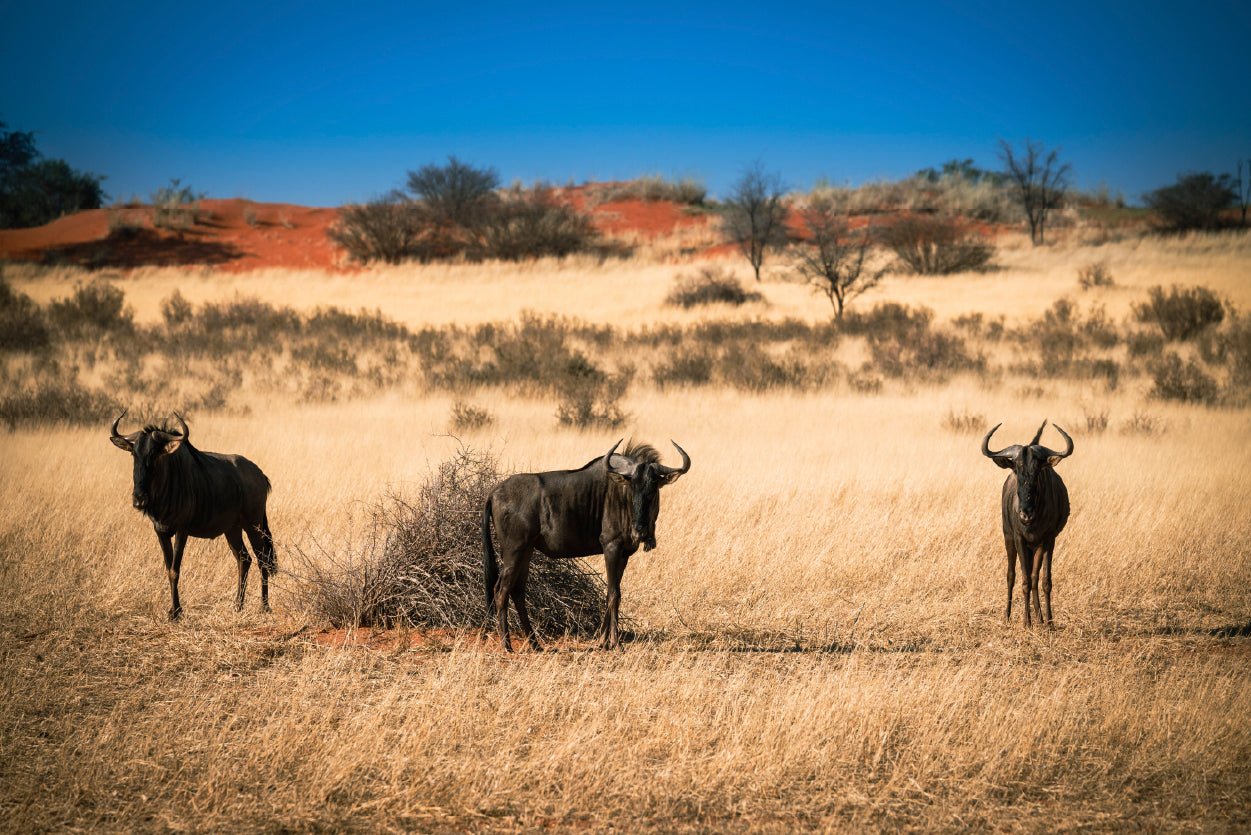 A Group of Mammals Standing In a Field in Namibia Home Decor Premium Quality Poster Print Choose Your Sizes - Bella Home Decor