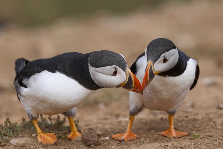 Atlantic Puffin Cliffs of Skomer Island Home Decor Premium Quality Poster Print Choose Your Sizes - Bella Home Decor