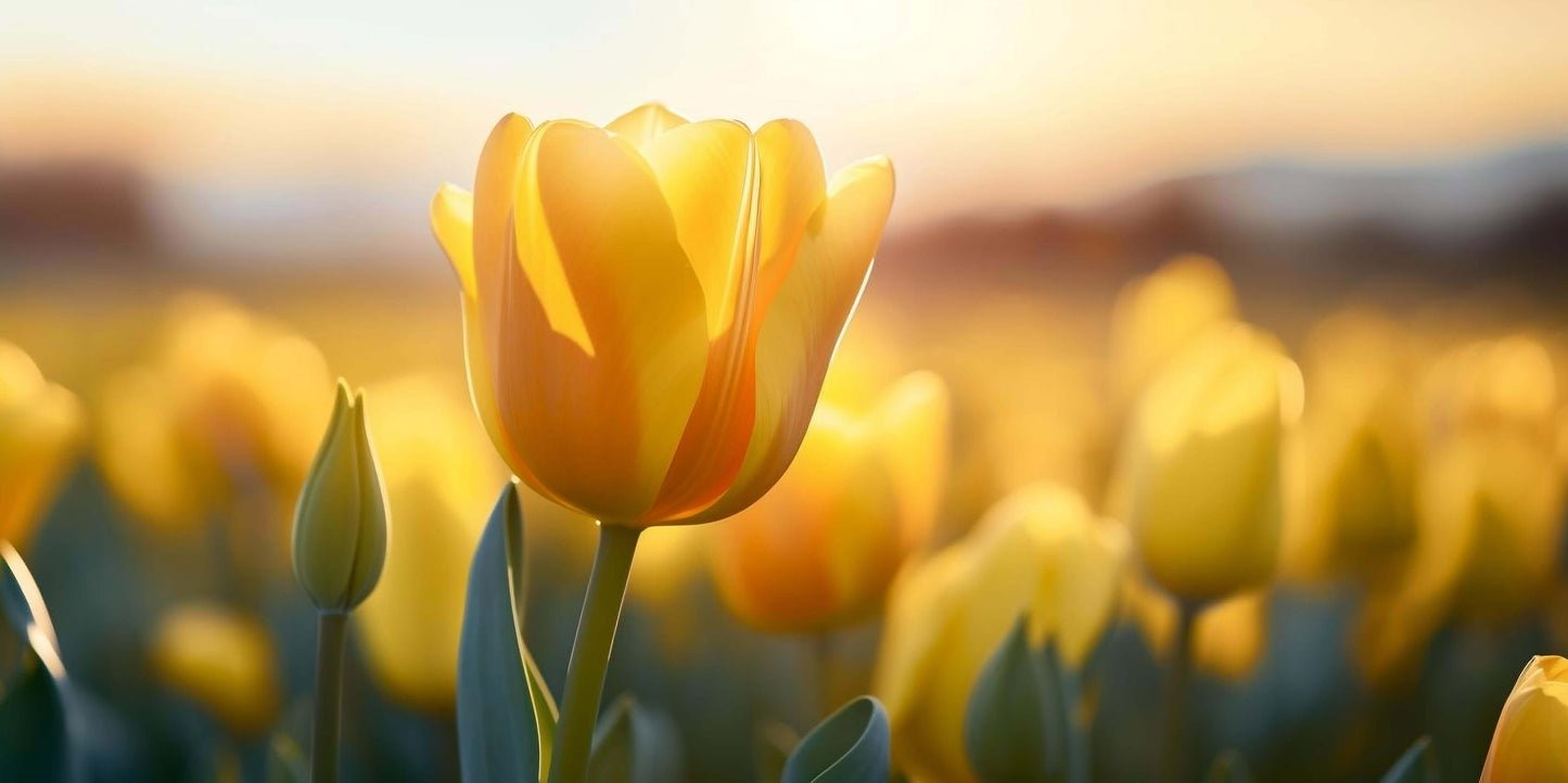 Golden Yellow Tulip Field Sunset Wall Art Canvas Office Home Framed 120x60cm