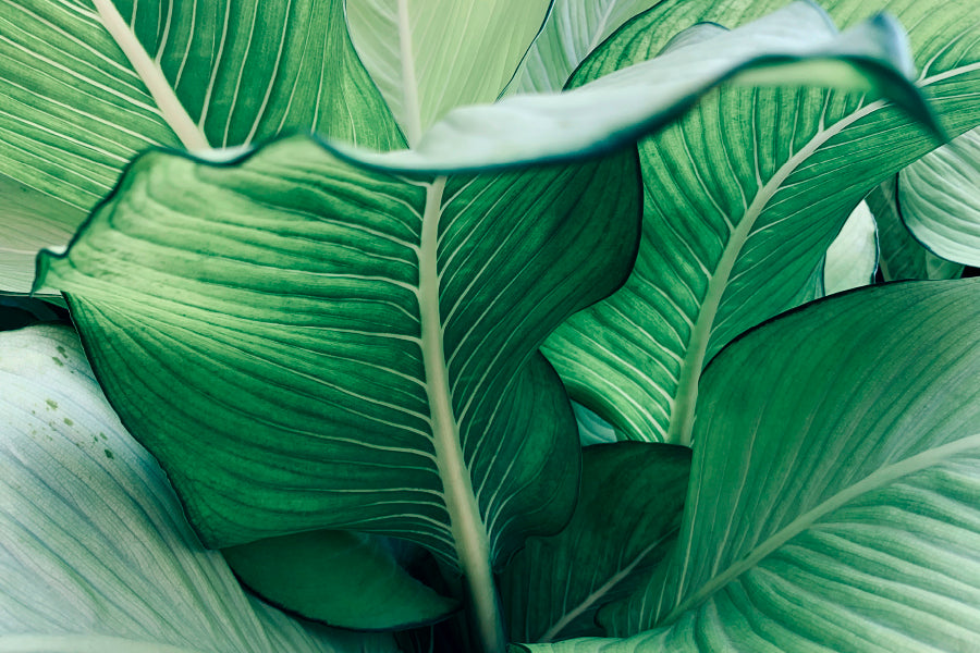 Bunch Of Leaves That Are Purple and Green Acrylic Glass Print Tempered Glass Wall Art 100% Made in Australia Ready to Hang - Bella Home Decor
