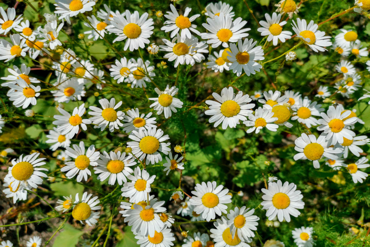 White Daisies Flowers Plants in Bloom Home Decor Premium Quality Poster Print Choose Your Sizes - Bella Home Decor