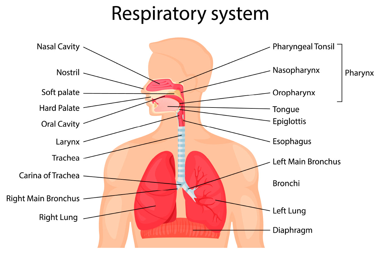 Human Respiratory System Home Decor Premium Quality Poster Print Choose Your Sizes - Bella Home Decor