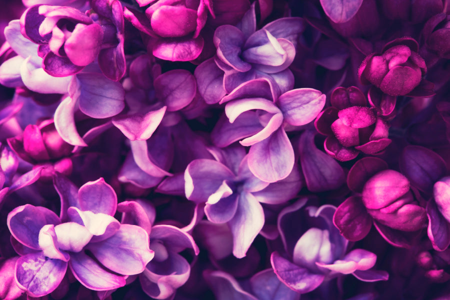 Purple Lilac Flowers Background Acrylic Glass Print Tempered Glass Wall Art 100% Made in Australia Ready to Hang - Bella Home Decor