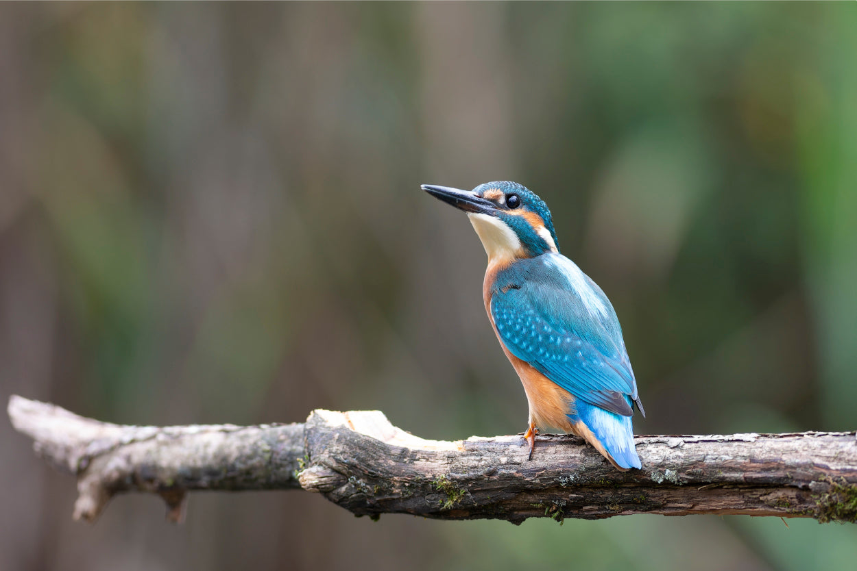 Common kingfisher perched on a branch in Sri Lanka Wall Art Decor 100% Australian Made