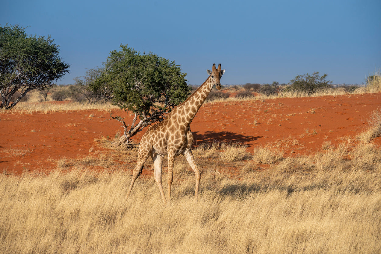 Giraffe Walking In a Field with the Sky in Namibia Home Decor Premium Quality Poster Print Choose Your Sizes - Bella Home Decor