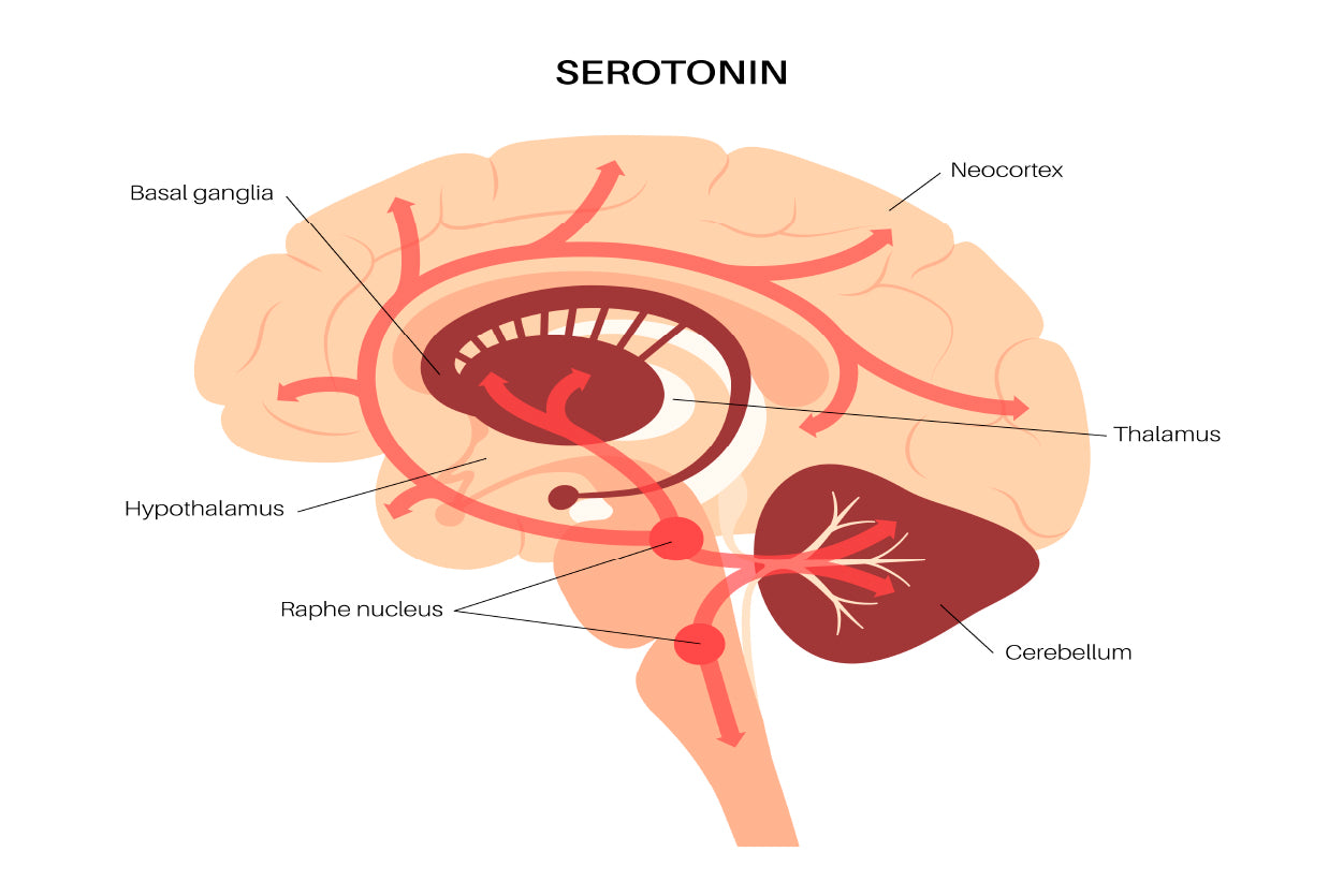 Serotonin Pathway in Brain Illustration Home Decor Premium Quality Poster Print Choose Your Sizes - Bella Home Decor