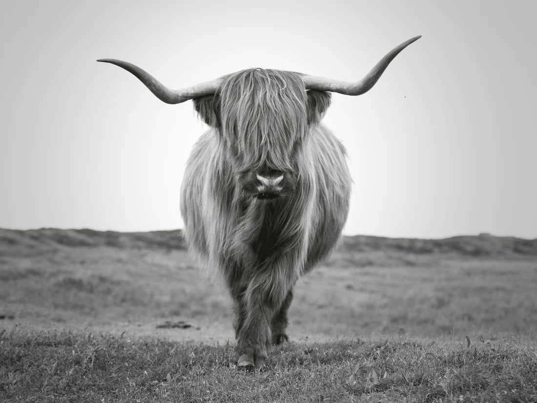 Highland Cow Landscape B&W View 90x60cm Print 100% Australian Made - Bella Home Decor