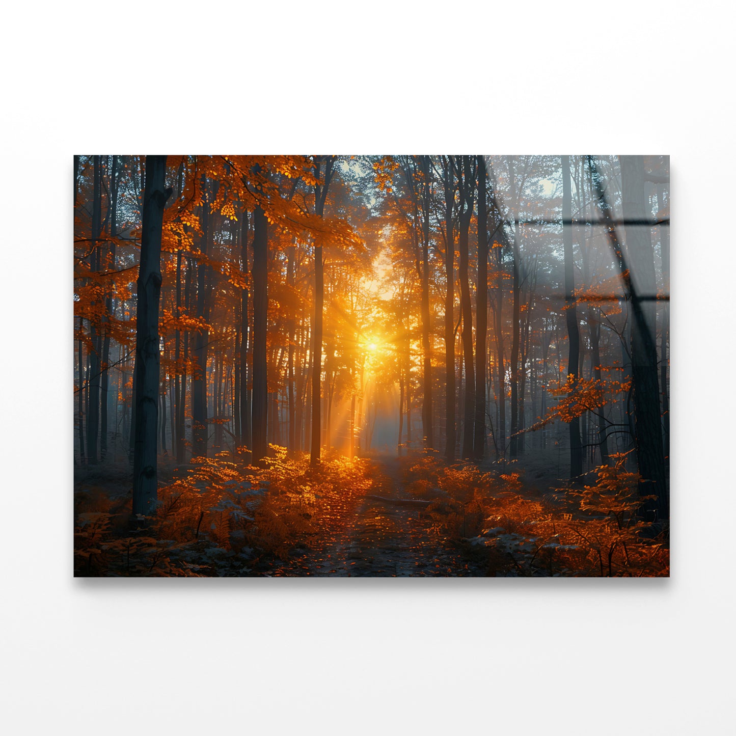 Autumn Forest in the Morning Acrylic Glass Print Tempered Glass Wall Art 100% Made in Australia Ready to Hang - Bella Home Decor