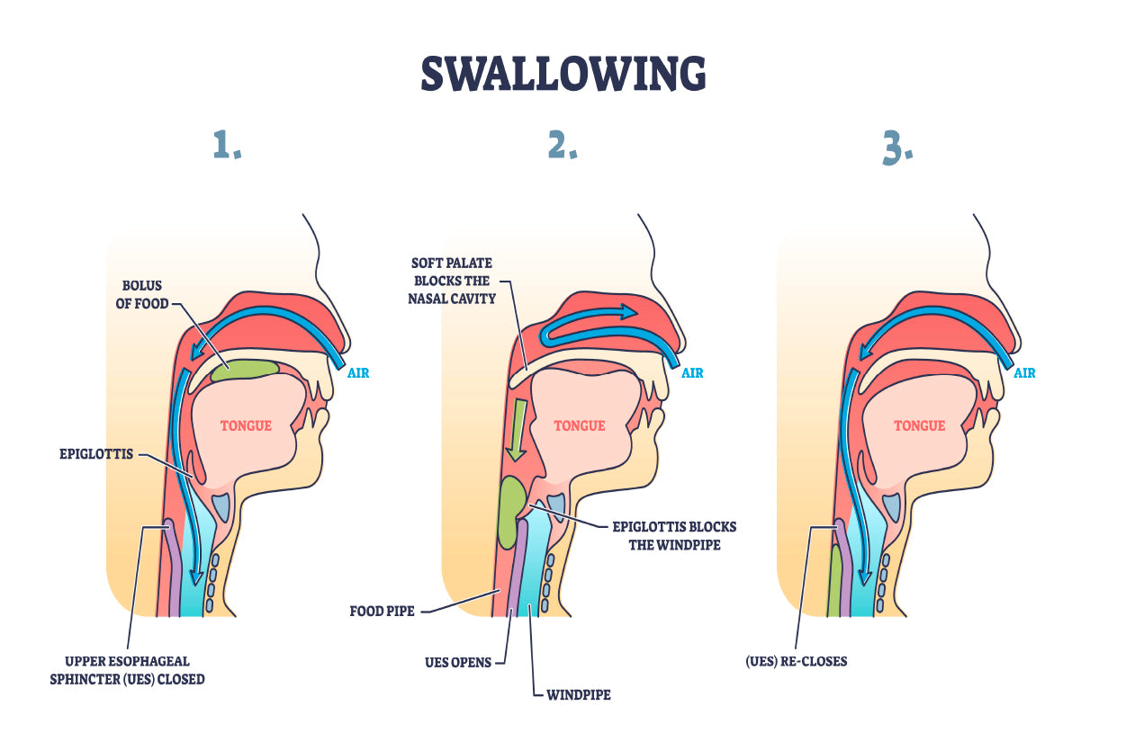 Swallowing Process Explanation Home Decor Premium Quality Poster Print Choose Your Sizes - Bella Home Decor