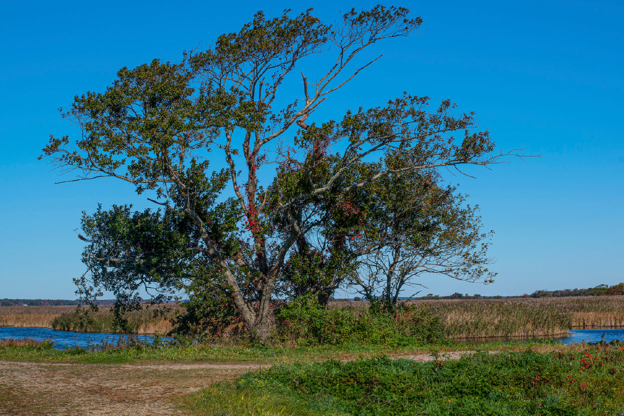 A Tree Standing In a Field on an Autumn Day Home Decor Premium Quality Poster Print Choose Your Sizes - Bella Home Decor