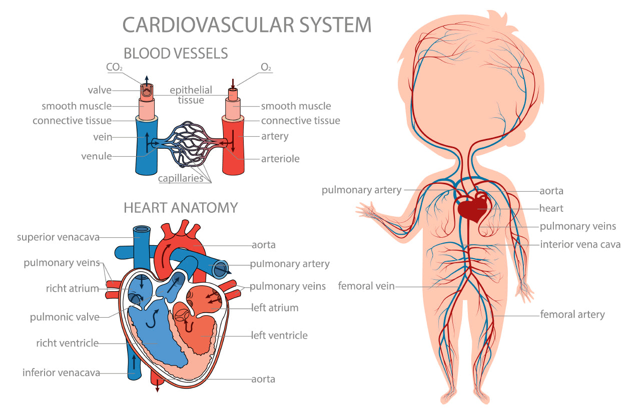 Blood Circulatory System in Kid Body Home Decor Premium Quality Poster Print Choose Your Sizes - Bella Home Decor