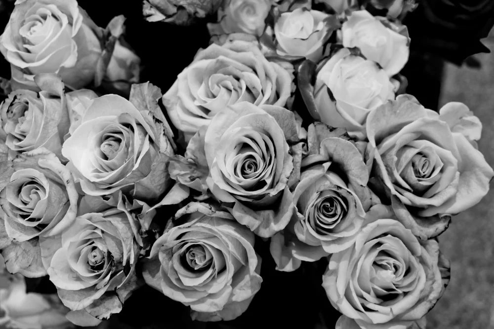 Rose Flowers B&W Photograph 90x60cm Print 100% Australian Made - Bella Home Decor