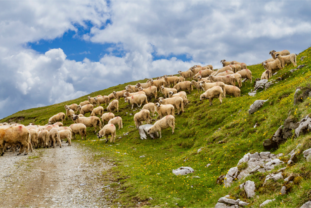 Sheep Meadow Fagaras Mountains Romania Wall Art Decor 100% Australian Made - Bella Home Decor