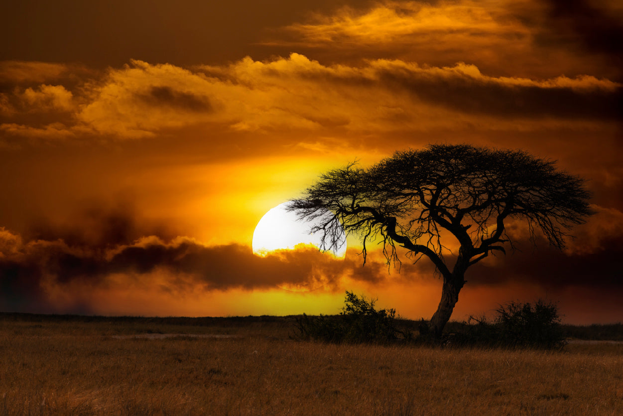 Sunset in Africa Over Acacia Tree Home Decor Premium Quality Poster Print Choose Your Sizes - Bella Home Decor