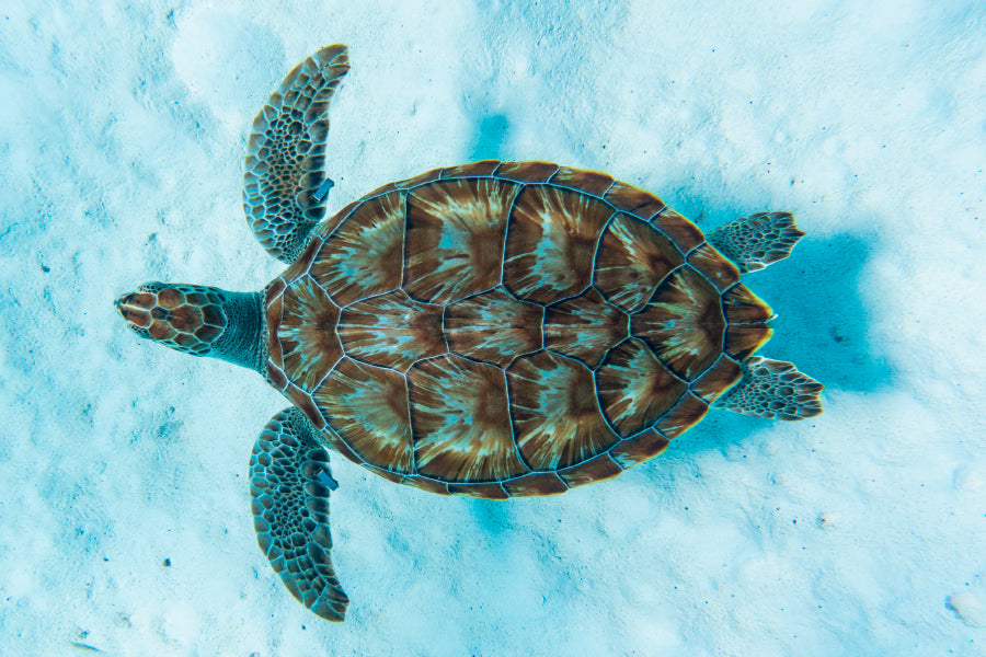 Green Sea Turtle Swimming Wall Art Decor 100% Australian Made - Bella Home Decor