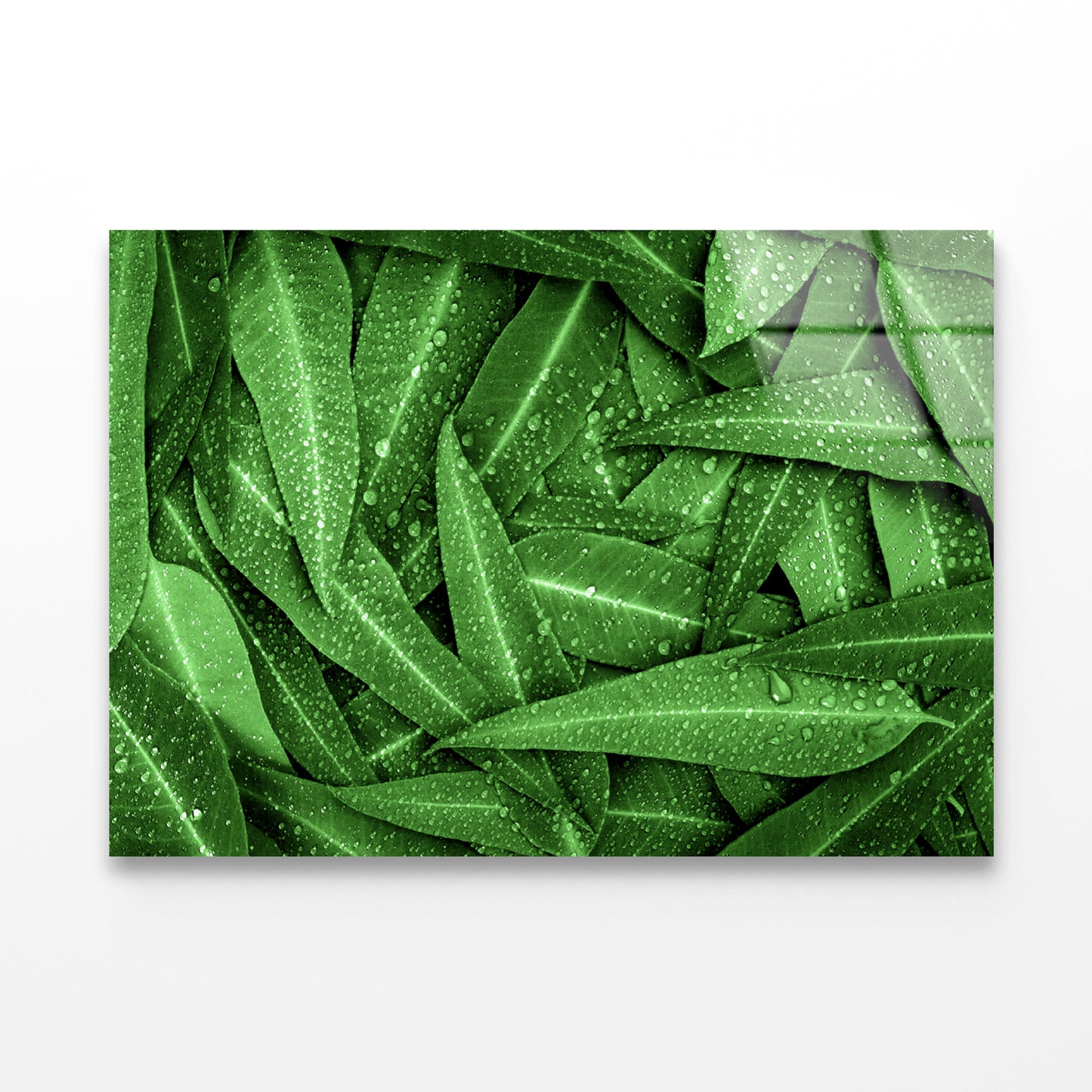 Water Droplets on Bunch of Leaves Acrylic Glass Print Tempered Glass Wall Art 100% Made in Australia Ready to Hang - Bella Home Decor
