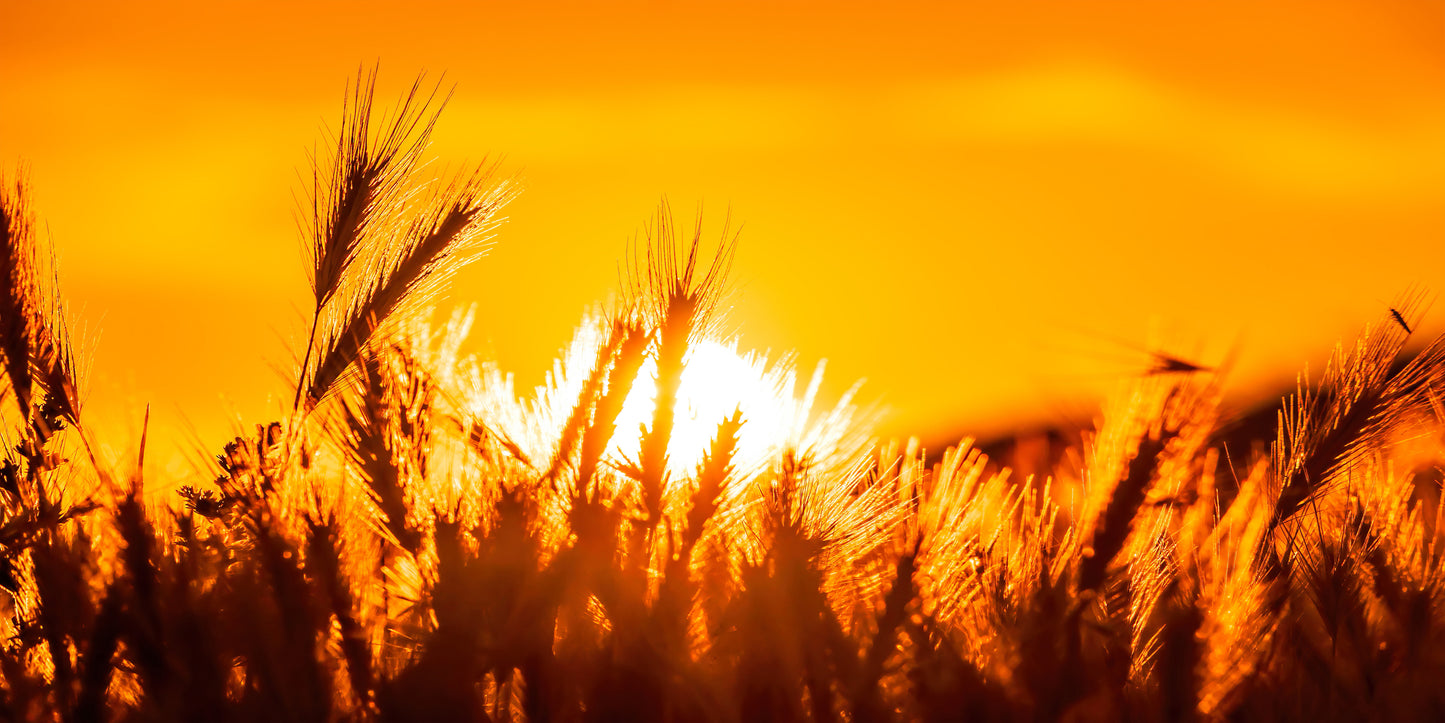 Field With Wild Grasses Sunset Wall Art Canvas Office Home Room Framed 120x60cm